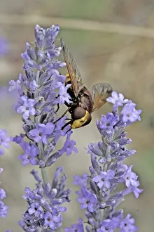 Hoverfly In Blossom Drucke: Volucella ianis, hoverfly