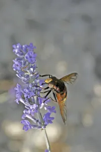 Insect Animal Photography Drucke: Volucella ianis, hoverfly