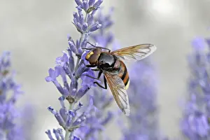 Flower Visit Insect Drucke: Volucella ianis, hoverfly