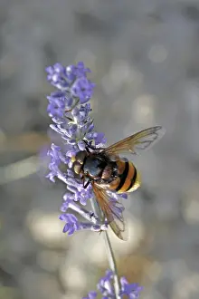 Flying Insects Drucke: Volucella ianis, hoverfly