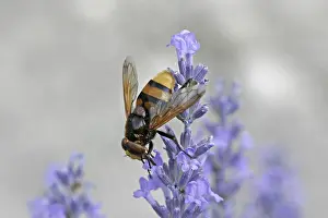 Wildlife Flower Visit Drucke: Volucella ianis, hoverfly
