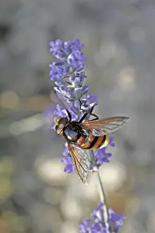 Flying Insect Wildlife Photos Drucke: Volucella ianis, hoverfly