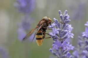 Wildlife Flower Visit Drucke: Volucella ianis, hoverfly