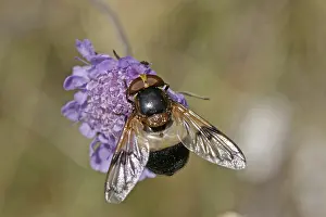 Pellucid Fly Drucke: Volucella pellucens, hoverfly