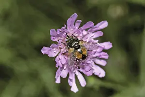 Deserted Habitat Wildlife Drucke: Volucella pellucens, hoverfly