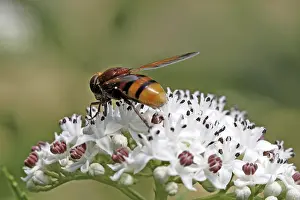 Natural Habitat Wildlife Drucke: Volucella zonaria, hoverfly