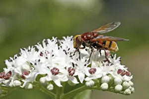 Natural Habitat Wildlife Drucke: Volucella zonaria, hoverfly