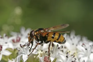 Flower Visitation Drucke: Volucella zonaria, hoverfly