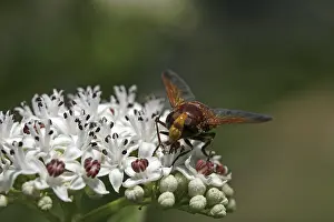 Camouflaged Insects Drucke: Volucella zonaria, hoverfly