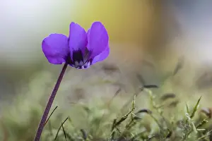 Emsland Lower Saxony Germany Drucke: Vorfruhls-Cyclamen.Cyclamen coum)