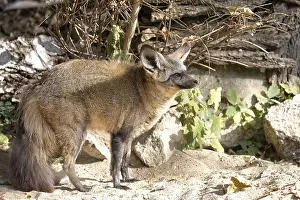 No People Landscape Photo Drucke: Vulpes cana in the forest