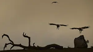 Greek Island Landscapes Drucke: A vulture in flight over a dead tree trunk against a muted sky