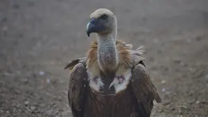 Drucke von Ein Geier sitzt dem Kamerawinkel gegenüber auf braunem Boden, sein Blick ist scharf, Federn laufen seinen Hals hinunter, ein Mönchsgeier (Gyps fulvus), Geier, Vogelbeobachtungsplatz Vulture Hide Gänsegeier Drucke: Ein Geier sitzt mit dem Gesicht zur Kamera auf braunem Erde.
