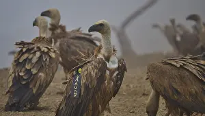 Drucke von Mehrere Geier auf staubigem Boden, eine Zahl sichtbar, ein nebliger Atmosphäre, Greifvögel (Gyps fulvus), Geier, Vogelbeobachtungsplatz Vulture Hide, Beobachtungspunkt für Geier Mount Koules, Fratri Gänsegeier Drucke: Mehrere Geier auf staubigem Boden.