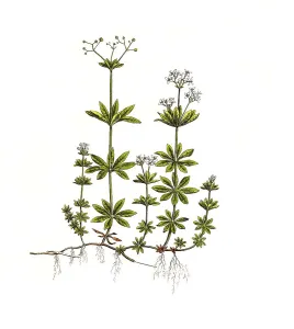 Asperula Odorata Drucke: Waldmeister oder Wohlriechendes Labkraut
