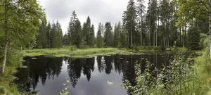 Open Air Countryside View Drucke: Waldsee
