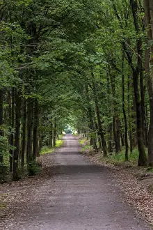 Deserted Hiking Trail Drucke: Walking path in forest. Forest road