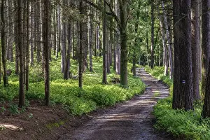 Forest Landscape Photography Drucke: Walking path in forest. Forest road