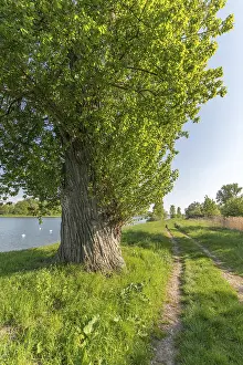 Rhine River Europe Drucke: Walking path along old rhine in spring