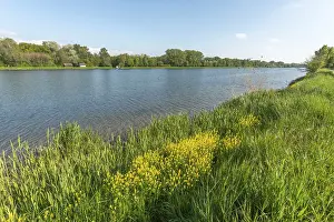Rhine River Europe Drucke: Walking path along old rhine in spring