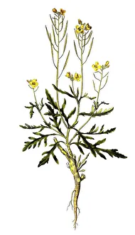 Wand doppelsamensaat, Diplotaxis muralis