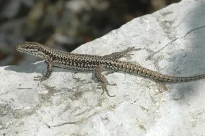 Wall lizard