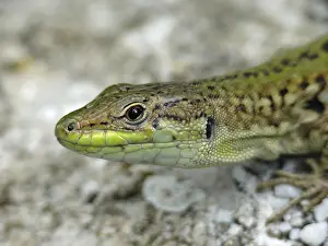 Southeastern Europe Fauna Drucke: Wall lizard, podarcis, lizard, lizard