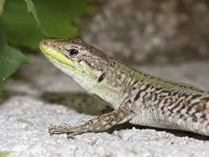 European Wall Lizard Habitat Drucke: Wall lizard, podarcis, lizard, lizard