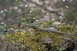 Eifel National Park Drucke: Wall lizard (Podarcis muralis)
