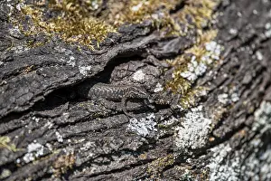 Scaled Reptile Species Drucke: Wall lizard (Podarcis muralis)