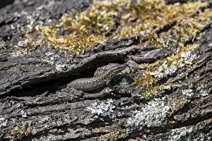 Common Wall Lizard Drucke: Wall lizard (Podarcis muralis)