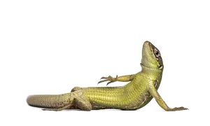 Wall Lizard Drucke: Wall lizard, Podarcis muralis, posing on its back
