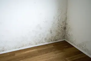 Deserted House Drucke: Wall with mould, empty flat