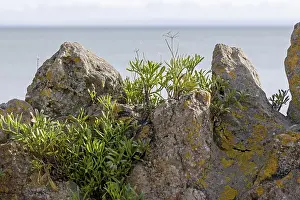Northern Europe Coastal Scenery Drucke: Wall part, herbs, on the beach