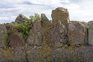 European Coastal Views Drucke: Wall part, herbs, on the beach