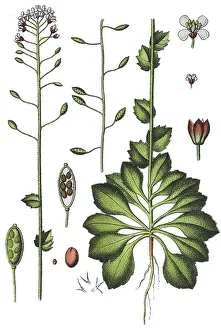 Agricultural Crop Plants Drucke: Wall whitlowgrass (Draba muralis)