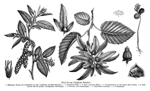 Fagales Family Trees Drucke: Wallchart of a Hornbeam, illustration