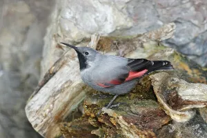 Passerine Songbird Drucke: Wallcreeper