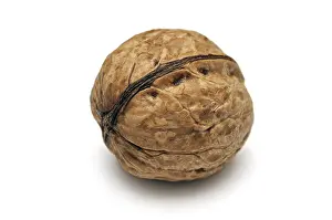 Walnut Close Up Drucke: Walnut