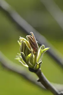 Springtime Nature Photography Drucke: Walnut tree