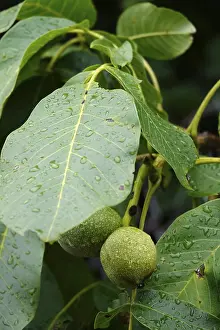 Summer In Germany Drucke: Walnut on a tree, summer, Germany