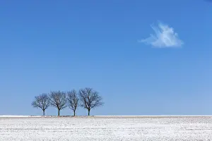 Winter Landscape In Central Europe Drucke: Walnut trees against a blue sky in winter