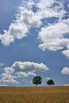 Deciduous Tree Drucke: Walnut trees, grain field, cloudy sky