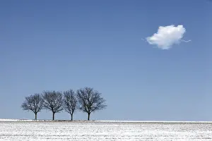 European Deciduous Tree Species Drucke: Four walnut trees in the winter with snow