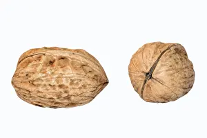 Walnut Photography Drucke: Walnuts