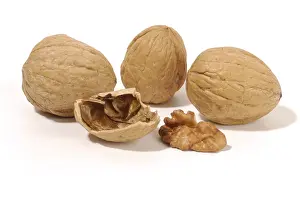 Close Up Walnuts Drucke: Walnuts