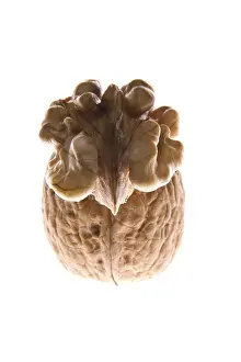 Walnut Nutrition Drucke: Walnuts