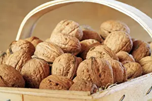 Nature Fruits Drucke: Walnuts in a basket