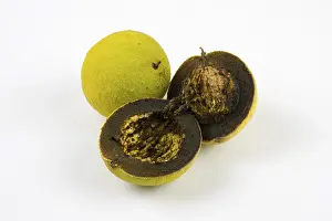 Close Up Walnuts Drucke: Two walnuts, one whole and one cut in half
