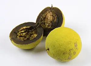 Close Up Walnuts Drucke: Two walnuts, one whole and one cut in half